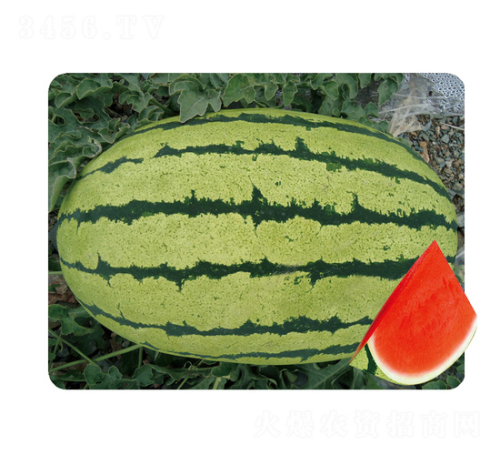 ɳ��һ̖-���ϷN��-��̩�_