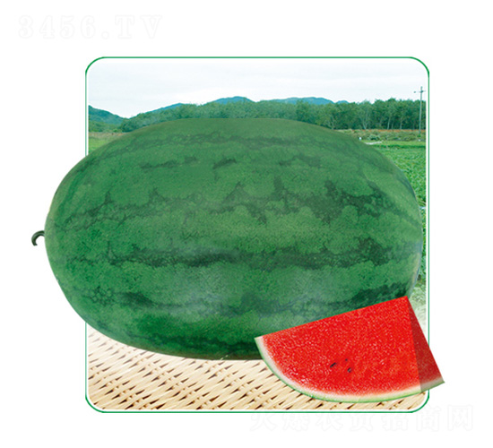 ������-���ϷN��-��̩�_(d��)