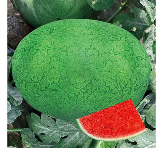 �G��2̖(h��o)����-���ϷN��-��̩�_(d��)