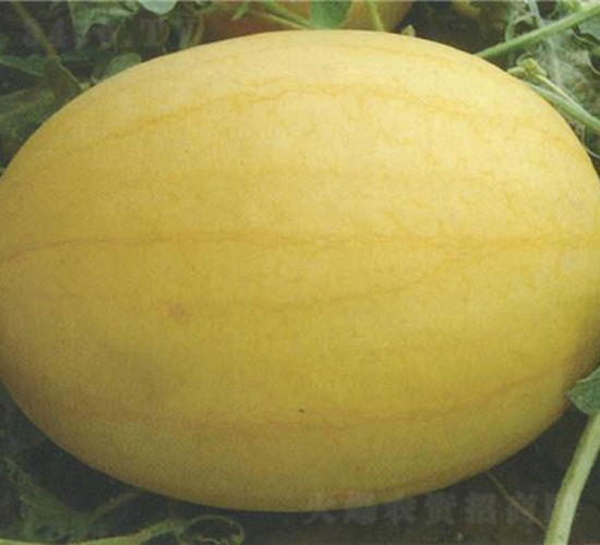 �������-���ϷN��-��̩�_