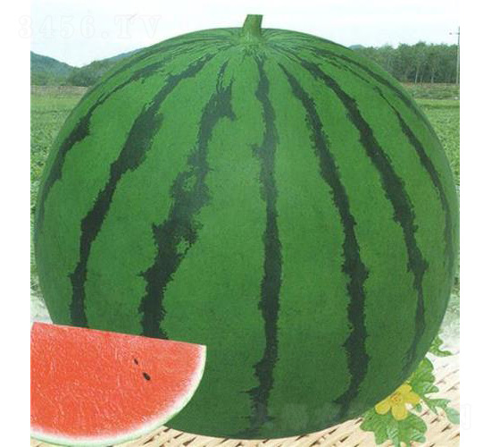 ��������-���ϷN��-��̩�_(d��)