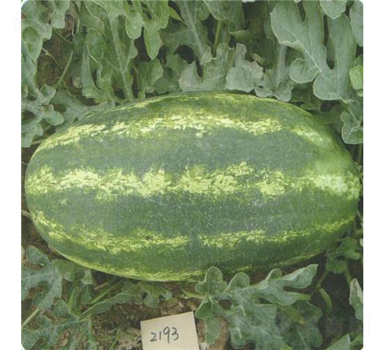 ����һ̖-���ϷN��-��̩�_