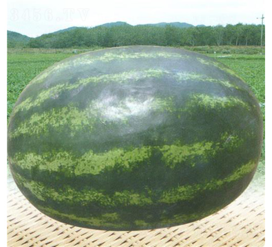 ������̖-���ϷN��-��̩�_(d��)