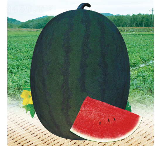 ��������-���ϷN��-��̩�_(d��)