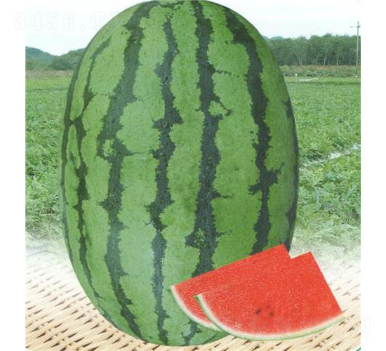 �߿���������-���ϷN��-��̩�_(d��)