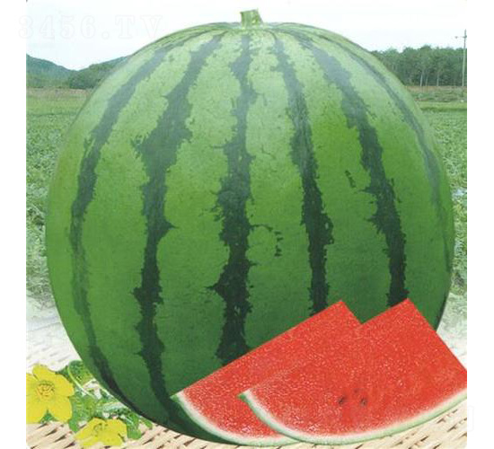 �S��3̖(h��o)����-���ϷN��-��̩�_(d��)