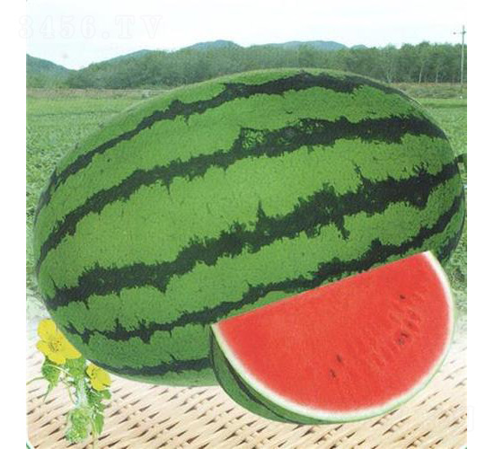 ��������-���ϷN��-��̩�_(d��)