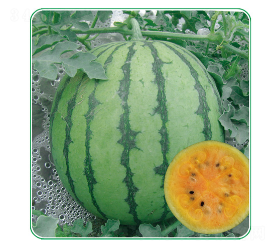 �ʺ�����-���ϷN��-��̩�_(d��)