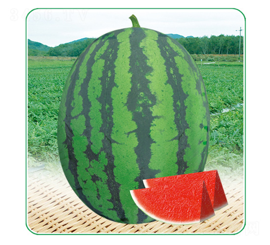 ��һ����-���ϷN��-��̩�_