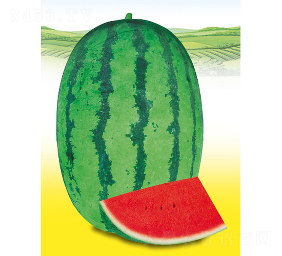 ����11̖(h��o)-���ϷN��-��̩�_(d��)