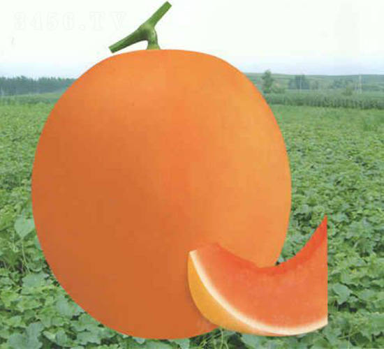 �M��t���-��ϷN��-��̩�_(d��)