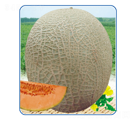 �t��һ̖-��ϷN��-��̩�_(d��)