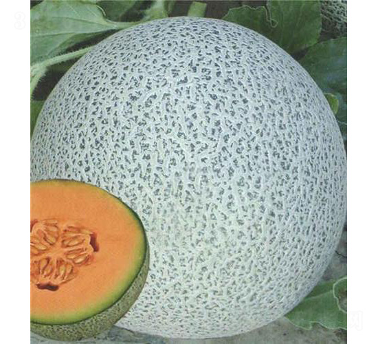 �t�ی����-��ϷN��-��̩�_(d��)