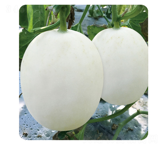 ��tA6-��ϷN��-��̩�_(d��)