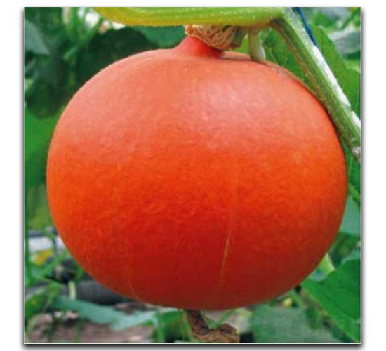 �t����-�ϹϷN��-�մ��r(n��ng)�I(y��)