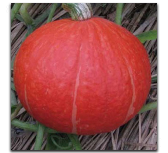 �t��Ԫ-�ϹϷN��-�մ��r(n��ng)�I(y��)