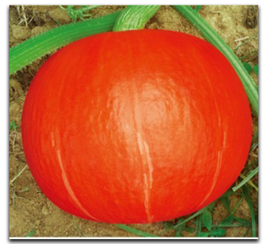 �t�S603-�ϹϷN��-�մ��r(n��ng)�I(y��)