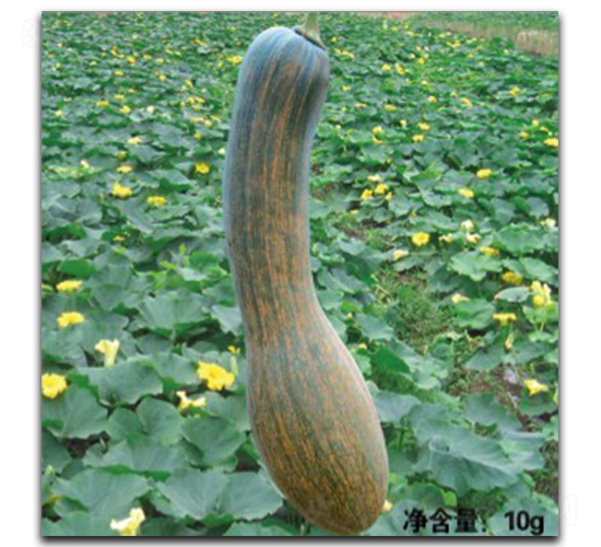 �����Lβ-�ϹϷN��-�մ��r�I(y��)