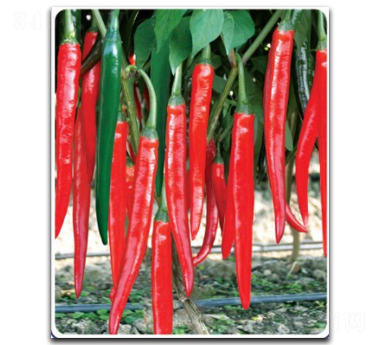 ���S�t��-�����N��-�մ��r�I(y��)