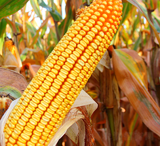 ��1104-���׷N��-���r(n��ng)�N�I(y��)