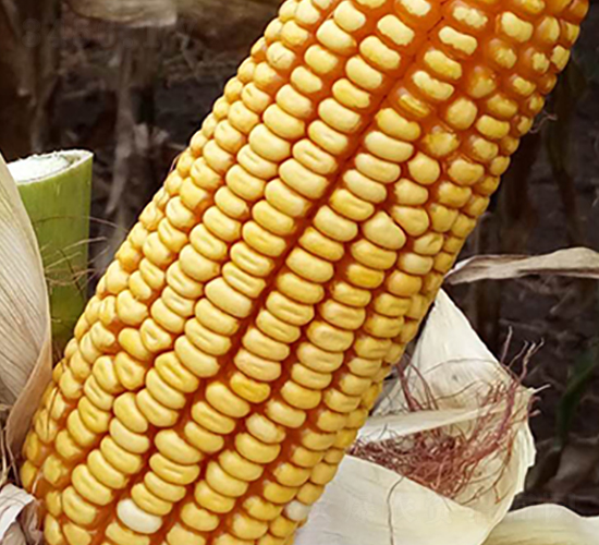 ��123-���׷N��-���r(n��ng)�N�I(y��)