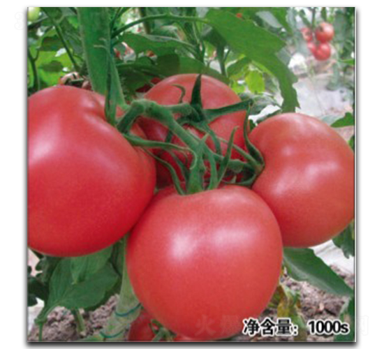 �Z��9021-���ѷN��-�մ��r(n��ng)�I(y��)