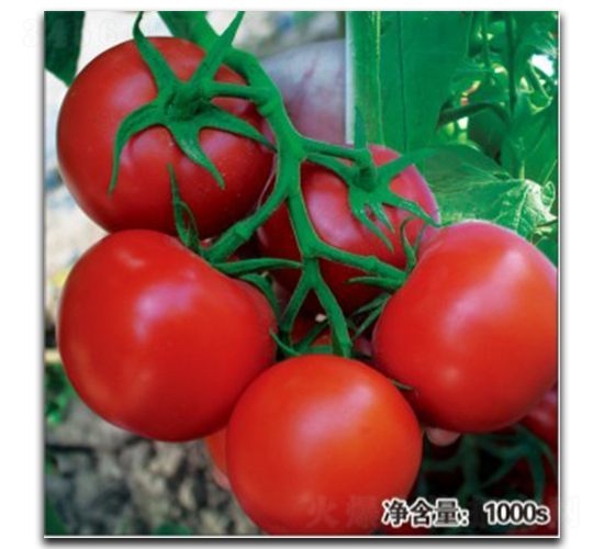 �Z��0441-���ѷN��-�մ��r(n��ng)�I(y��)