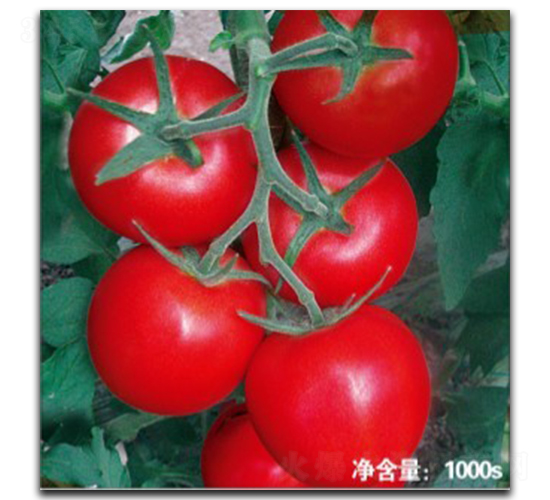 �Z��1526-���ѷN��-�մ��r(n��ng)�I(y��)