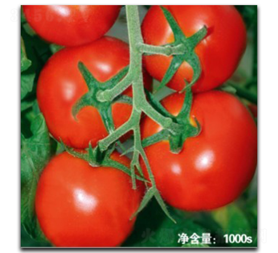 �Z��T115-���ѷN��-�մ��r(n��ng)�I(y��)