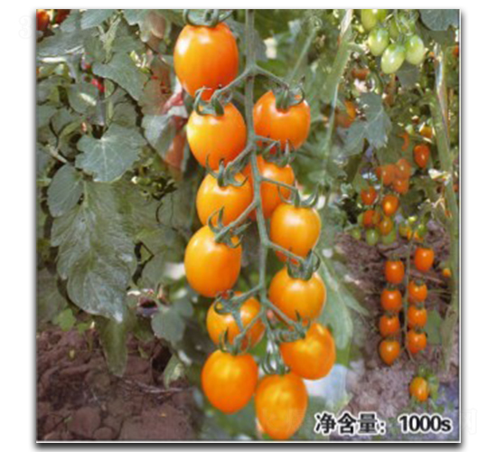 QQ�S�@-���ѷN��-�մ��r(n��ng)�I(y��)