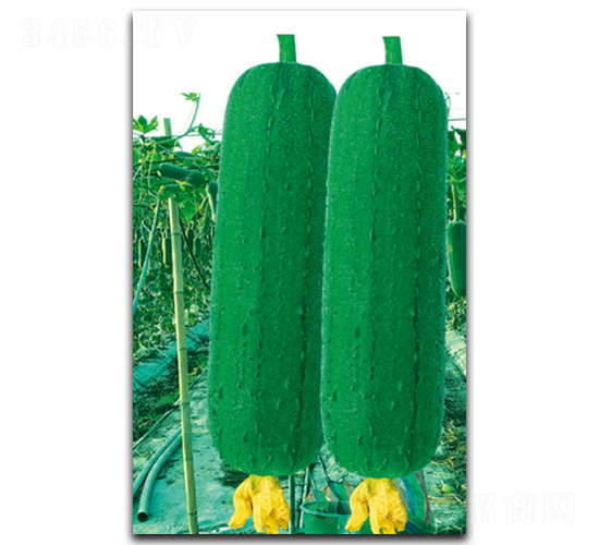 �����z��-�z�ϷN��-����N��