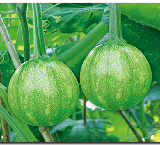 �����烞(y��u)��-�����J�N��-����N��