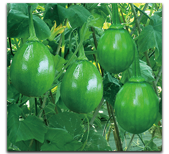 �����紺����-�����J�N��-����N��