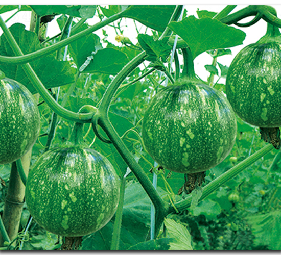 �����������Ϲ�-�ϹϷN��-����N��