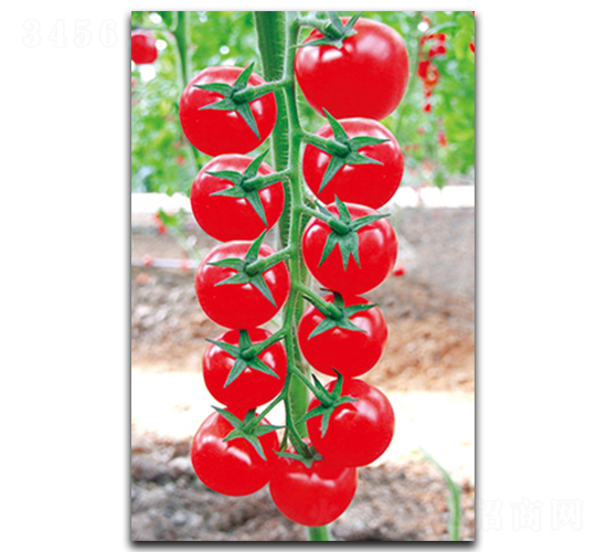 ����A(y��)-9-���ѷN��-����N��