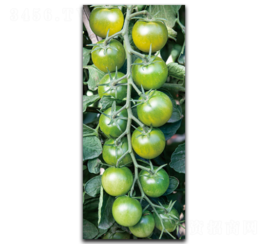 �ᭇ-���ѷN��-����N��