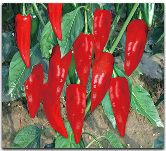 �烞(y��u)���r��-�����N��-����N��