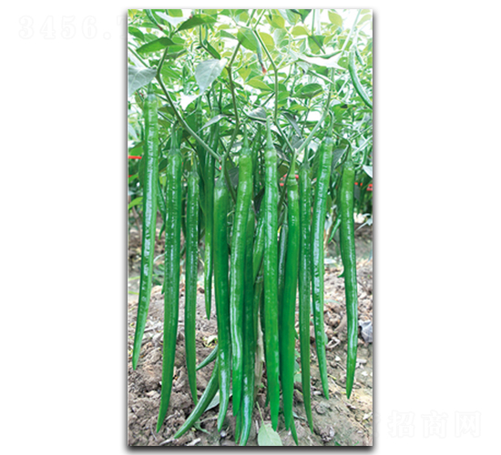 �r���L(zh��ng)��-�����N��-����N��