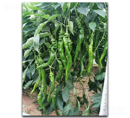 ����һ��-�����N��-����N��