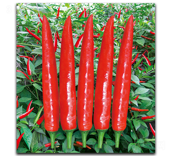 ̩���G�t809-�����N��-����N��