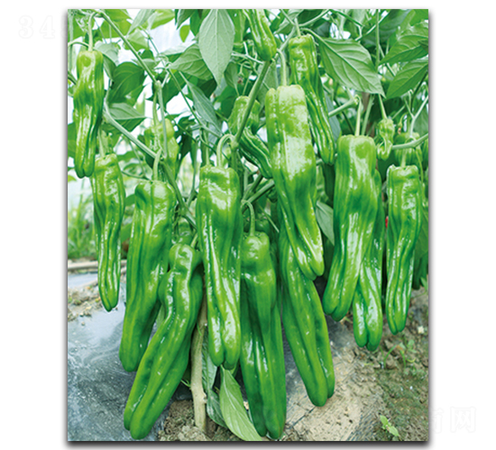 �������218-�����N��-����N��