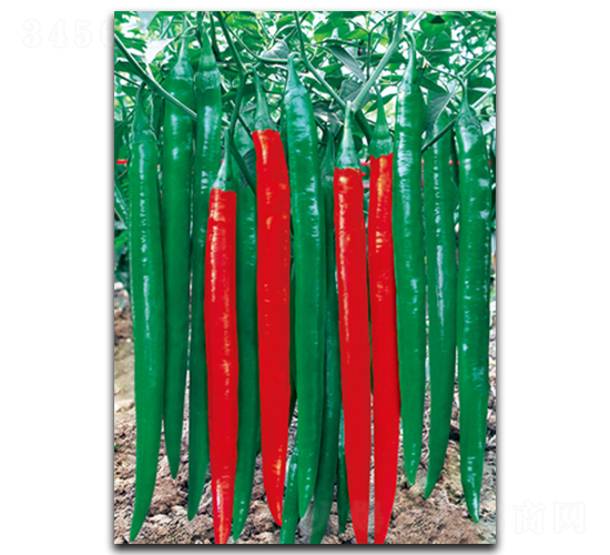 ��������317-�����N��-����N��