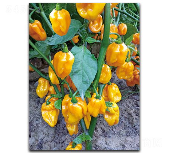 ����ħ��311-�����N��-����N��