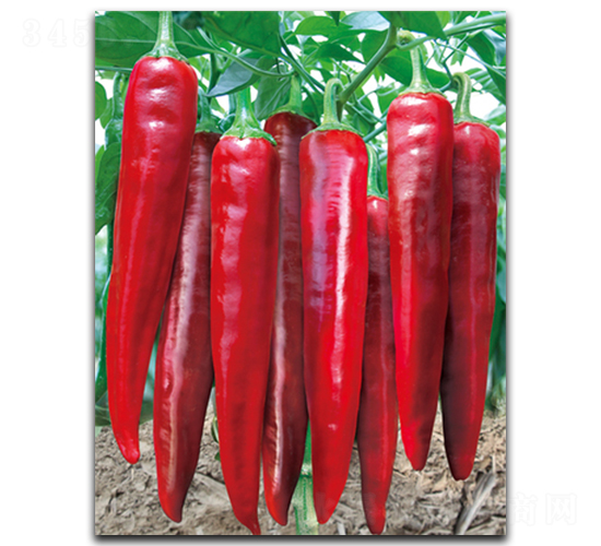 �����(y��u)�ɼt-�����N��-����N��