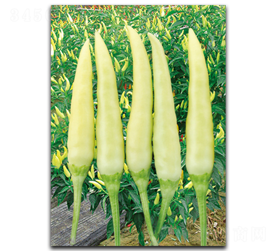 ����S-601-�����N��-����N��