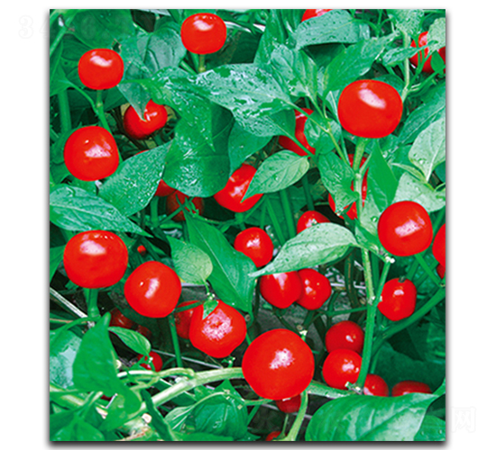 ����S-115-�����N��-����N��