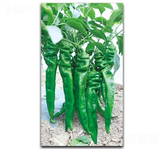 ��˹��-�����N��-����N��