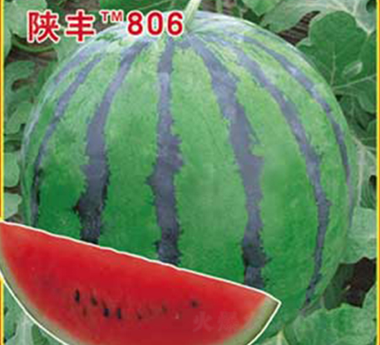 ��S806-���ϷN��-�s�S�N�I(y��)