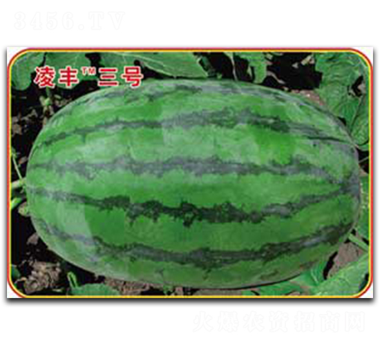 ���S��̖-���ϷN��-�s�S�N�I(y��)