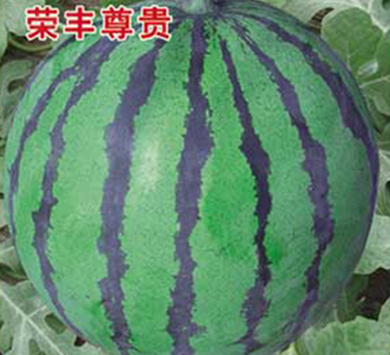 �s�S���F-���ϷN��-�s�S�N�I(y��)